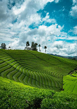 Lush Green Tea Plantation Landscape