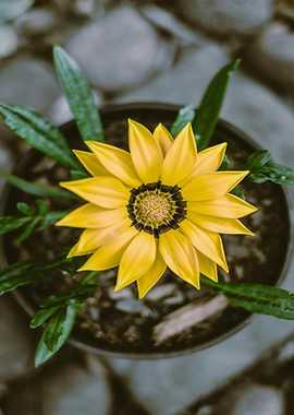 Yellow Gazania Flower in Pot