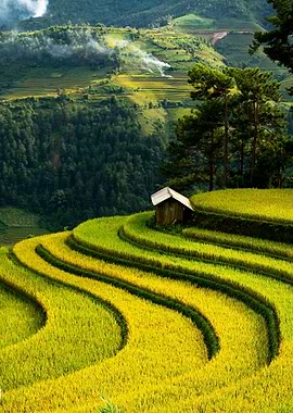 Rice Terraces in Vietnam Landscape