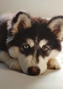 Husky puppy with heterochromia