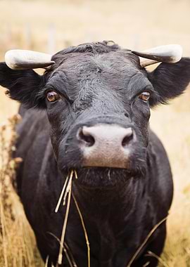 Close-up of a Black Cow