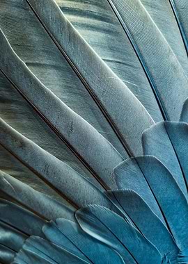 Close-up of Blue Bird Feathers