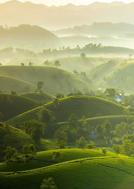 Misty Green Hills Landscape