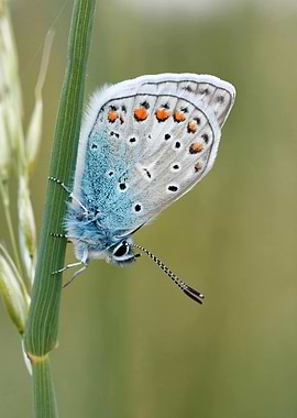 Blue Butterfly on Green Stem