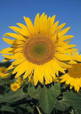 Vibrant Sunflower Against a Clear Blue Sky
