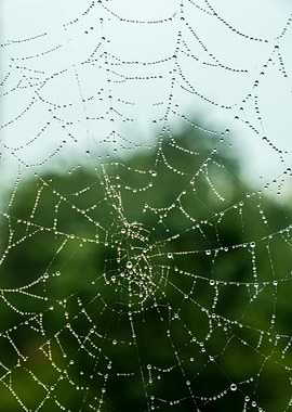 Dew-Kissed Spiderweb