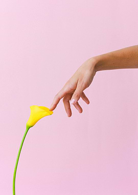 Hand Touching Yellow Calla Lily