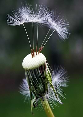 Dandelion Seed Head Close-Up