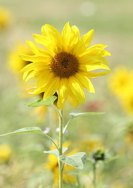 Bright Yellow Sunflower in Natural Setting