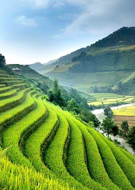Lush Green Rice Terraces Landscape