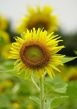 Sunflower in Bloom