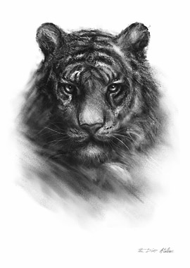 Tiger Portrait Charcoal Drawing