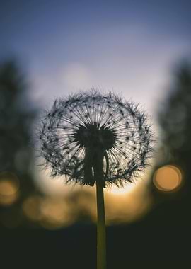 Dandelion Seed Head Silhouette at Sunset