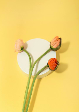 Poppy Buds on Yellow Background