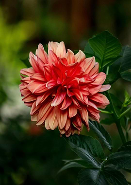 Close-up of a Red Dahlia Flower