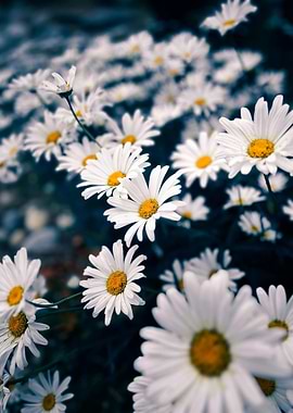 Field of White Daisies