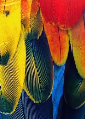 Colorful Bird Feathers Close-Up