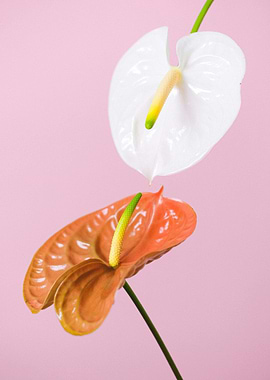 Two Anthurium Flowers on Pink Background