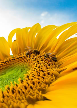 Bees on Sunflower