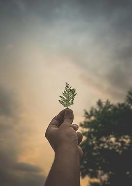 Hand holding a leaf against sky