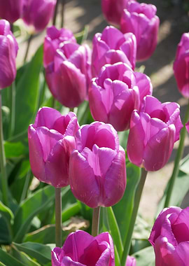 Purple Tulips in Bloom