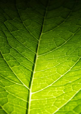 Green Leaf