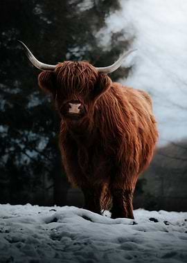 Highland Cow in Winter Landscape