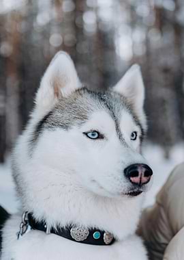 Husky Portrait in Winter Forest