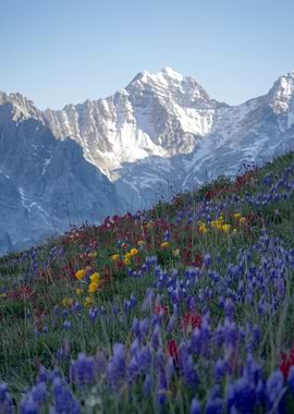 Mountain meadow with wildflowers and snow