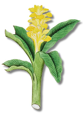 Turmeric Plant Illustration