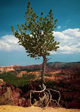 Lone Tree at Bryce Canyon