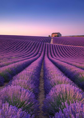 Lavender Field at Sunset