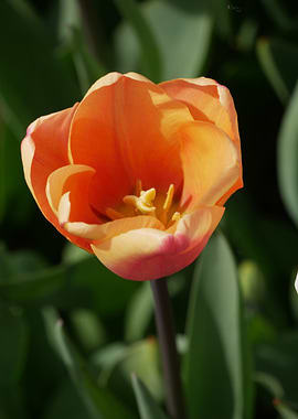 Close-up of a Vibrant Orange Tulip