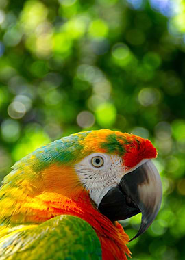 Colorful Parrot Portrait