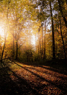 Autumn Forest Sunlight