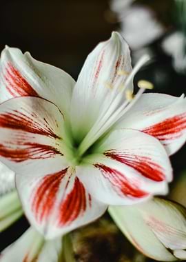 Amaryllis Flower Close-Up