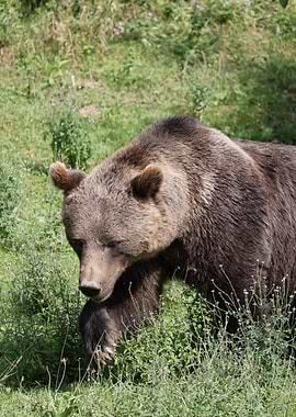 Brown Bear in Green Meadow