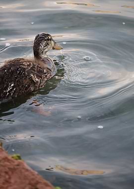 Duckling Swimming in Water
