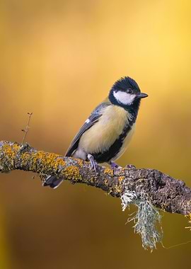 Great Tit Bird on Branch
