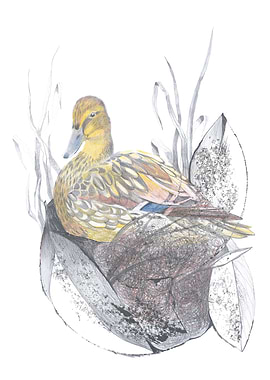 Duck in Nest Pencil Drawing