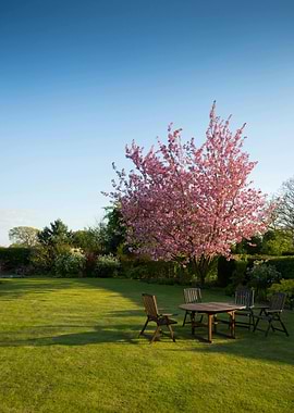 Outdoor Dining Set Under Cherry Blossom