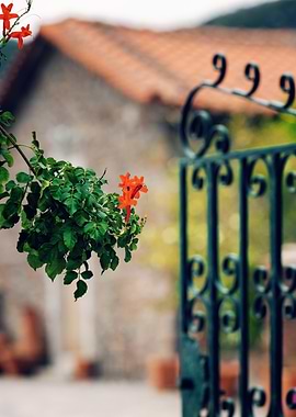 Orange Flowers and Green Iron Gate
