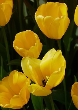 Bright Yellow Tulips in Full Bloom