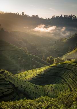 Lush Green Tea Plantation Landscape