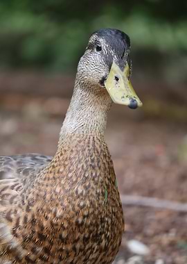 Close-up of a Brown Duck