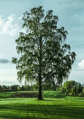 Lone Birch Tree in Green Field