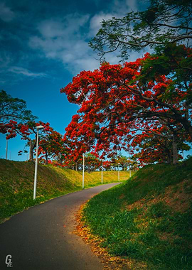 Path with Red Flowering Trees