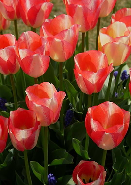 Red and White Tulips in Bloom