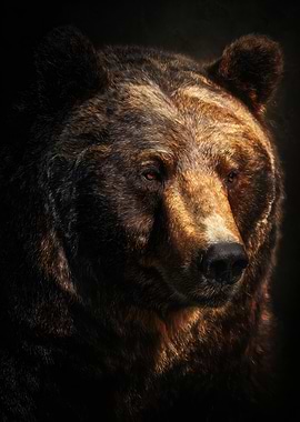 Poster of a Brown Bear