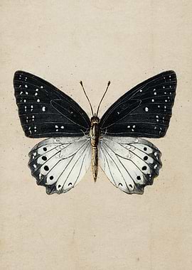 Black and White Butterfly Illustration